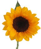 Ý nghĩa hoa Hướng dương