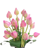 Ý nghĩa các loại hoa Sen