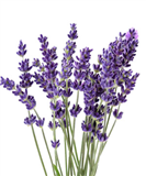 Ý nghĩa hoa lavender