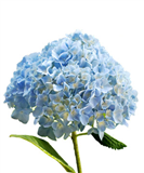 Ý nghĩa hoa Cẩm tú cầu