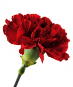 Ý nghĩa hoa Cẩm chướng