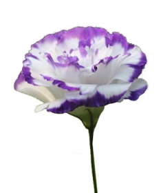 Ý nghĩa hoa Cát tường