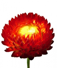 Ý nghĩa hoa Bất tử